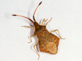 Syromastus rhombeus